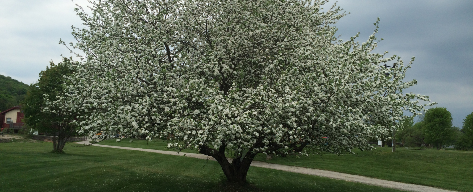 Apple tree in full blossom.